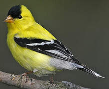 American Goldfinch