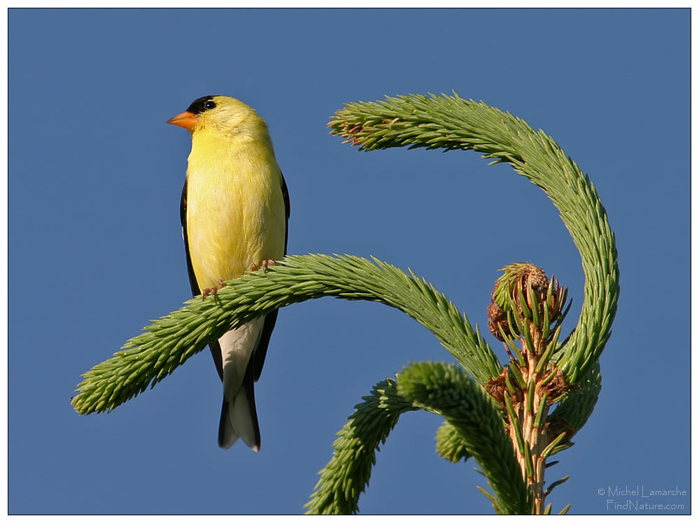 American Goldfinch male adult breeding