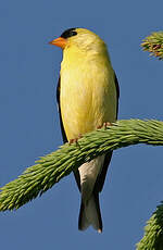Chardonneret jaune