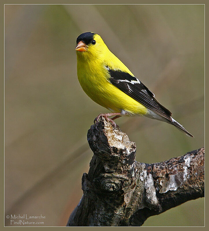 Chardonneret jaune mâle adulte nuptial