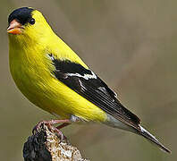 American Goldfinch