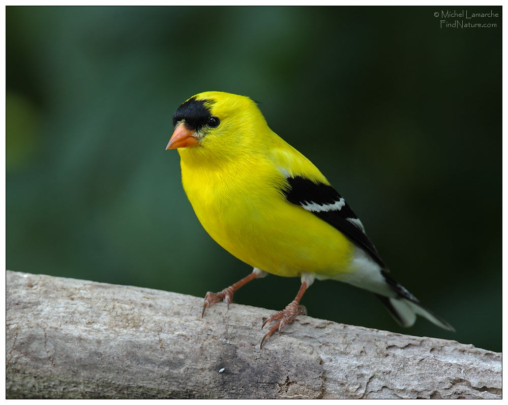 Chardonneret jaune mâle adulte nuptial