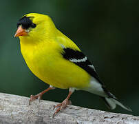 American Goldfinch