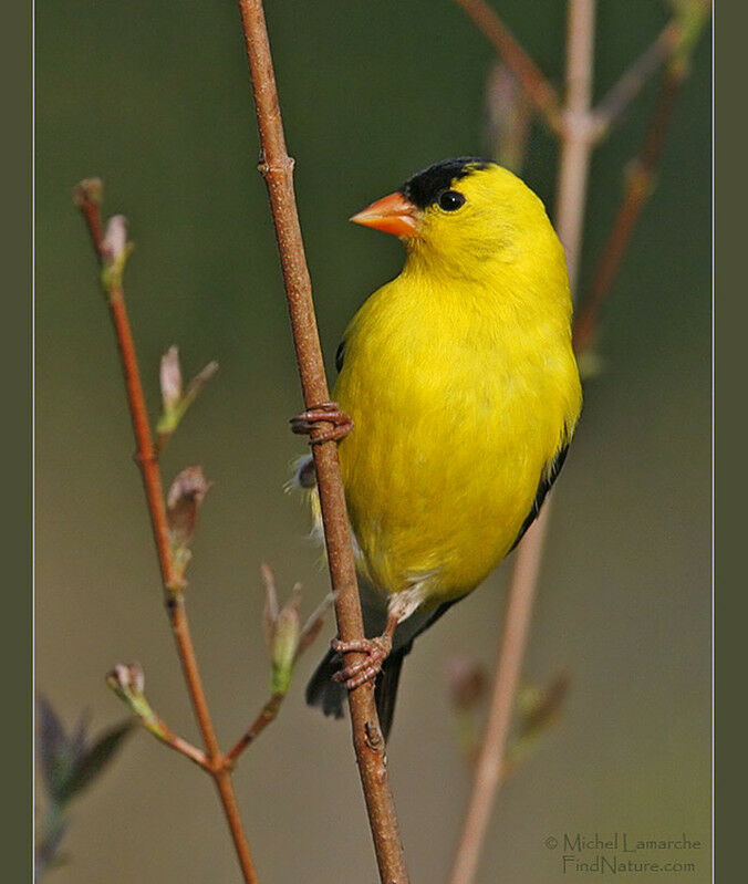 American Goldfinch male adult breeding