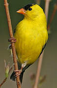 American Goldfinch