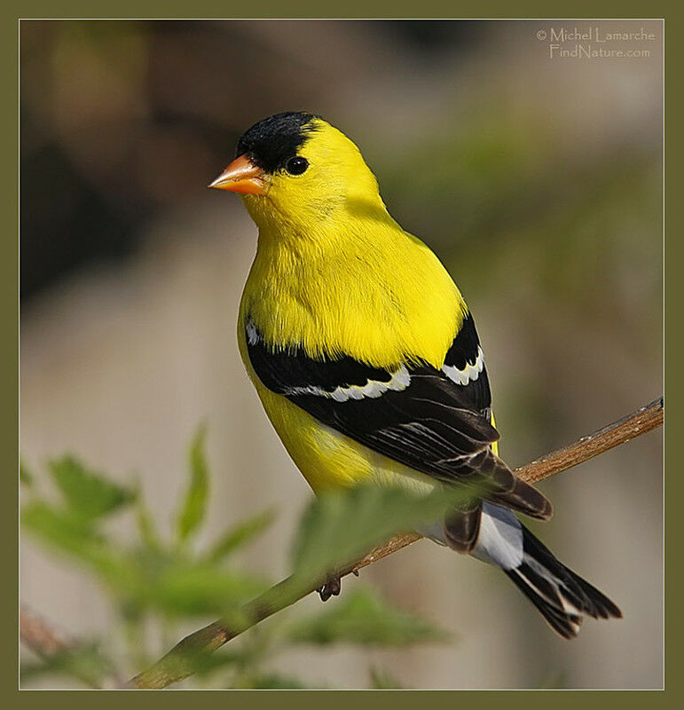 Chardonneret jaune mâle adulte nuptial