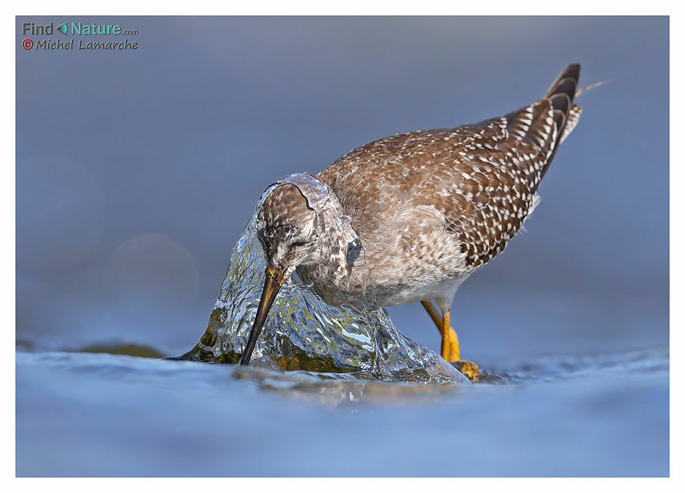 Lesser Yellowlegs