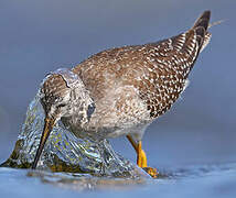 Lesser Yellowlegs