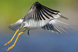 Lesser Yellowlegs