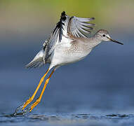 Lesser Yellowlegs