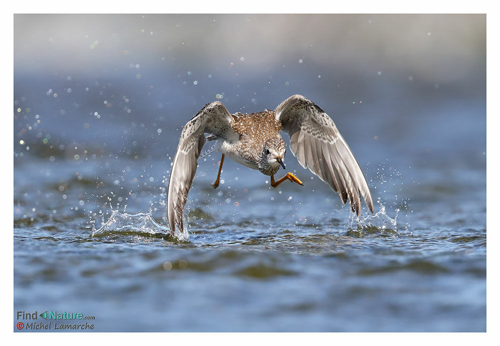 Lesser Yellowlegs, Flight