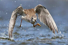 Lesser Yellowlegs