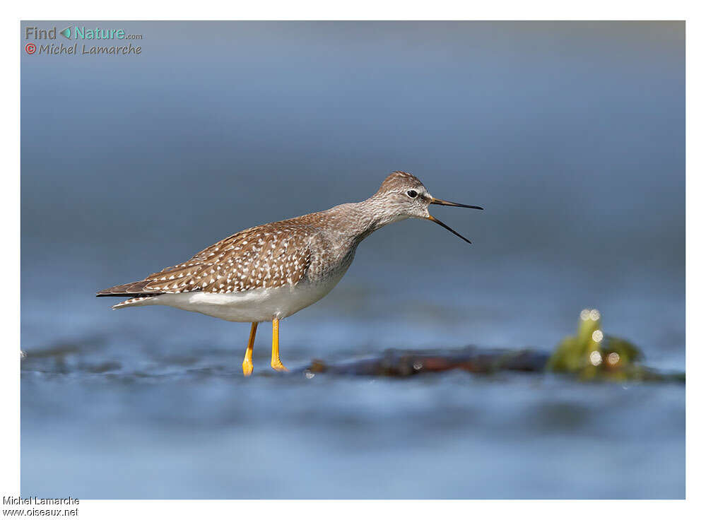 Lesser Yellowlegsadult post breeding, Behaviour