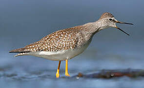 Lesser Yellowlegs