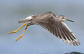 Lesser Yellowlegs