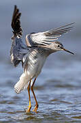 Lesser Yellowlegs