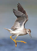 Lesser Yellowlegs