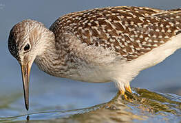 Lesser Yellowlegs