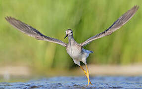 Lesser Yellowlegs