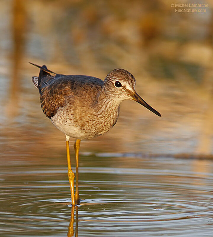 Lesser Yellowlegs