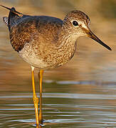 Lesser Yellowlegs