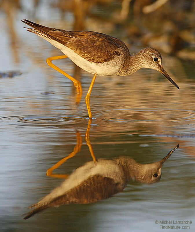 Lesser Yellowlegs