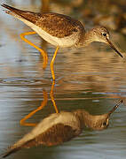 Lesser Yellowlegs