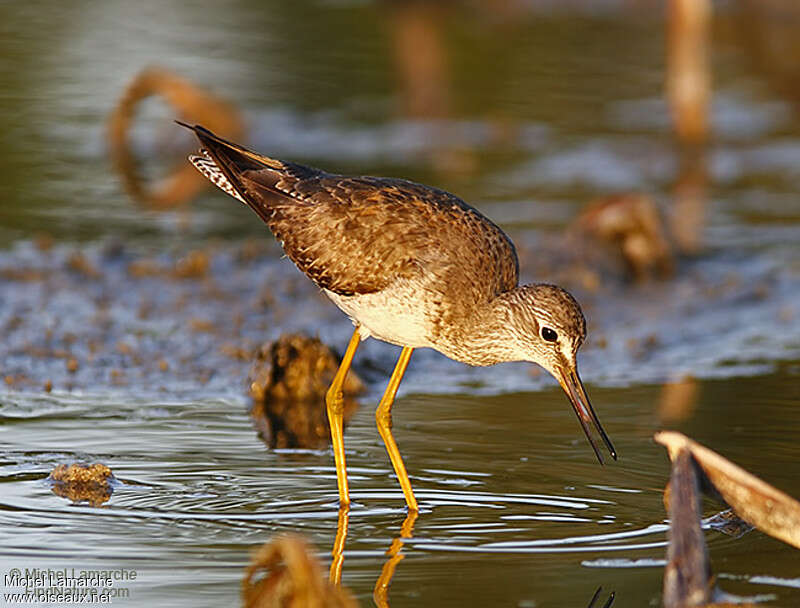 Lesser Yellowlegs