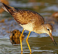 Lesser Yellowlegs