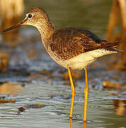 Lesser Yellowlegs