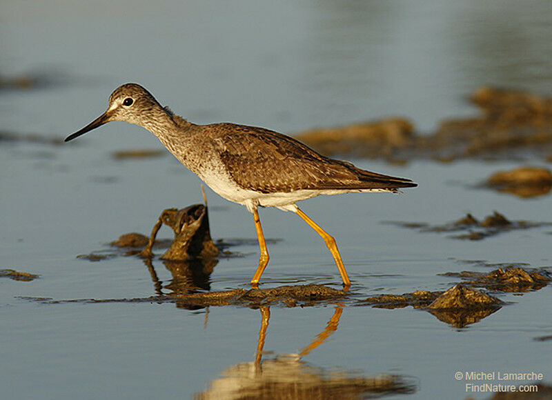 Lesser Yellowlegs