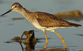 Lesser Yellowlegs