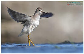 Lesser Yellowlegs