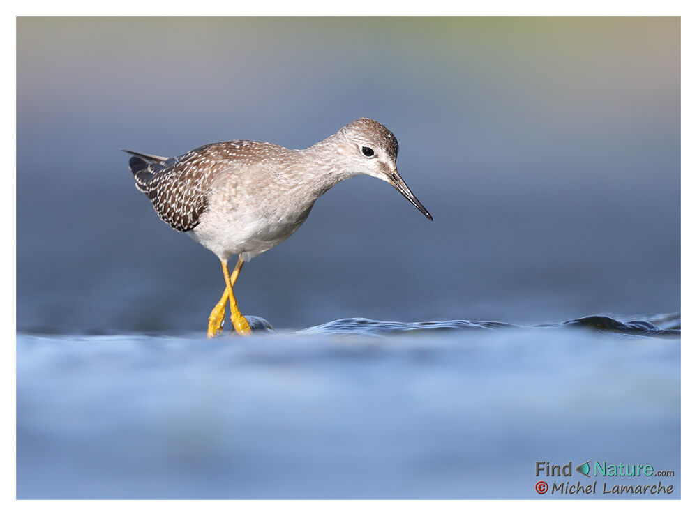 Lesser Yellowlegs