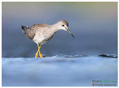 Lesser Yellowlegs