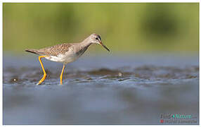 Lesser Yellowlegs