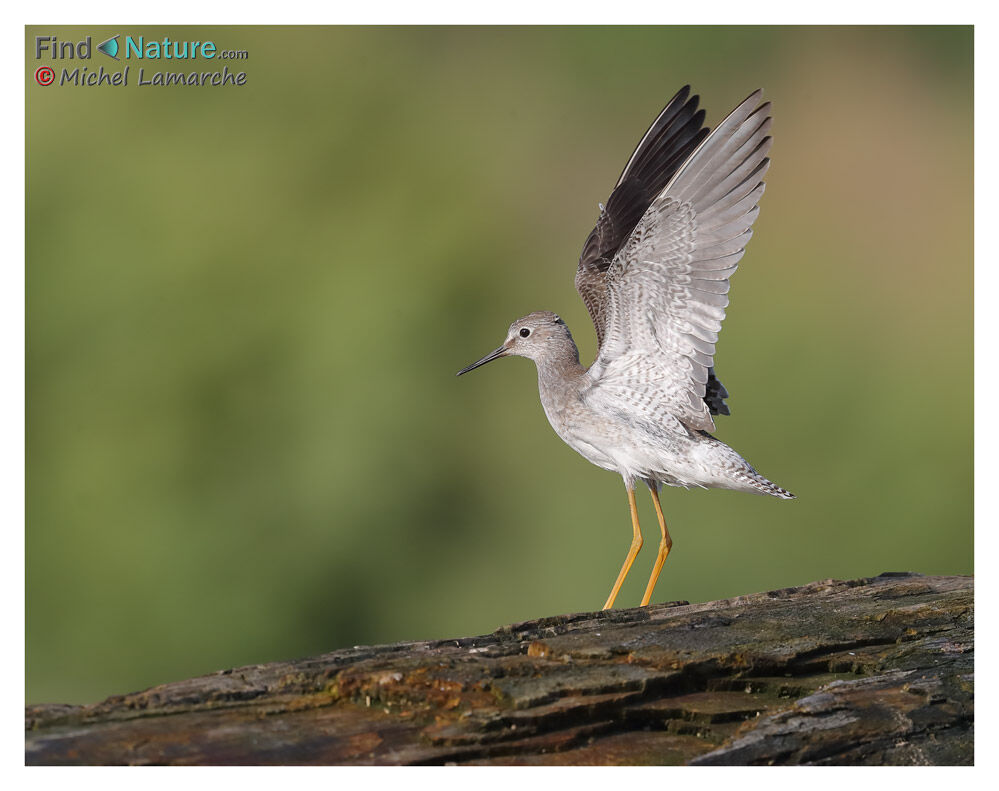 Lesser Yellowlegs