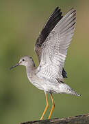 Lesser Yellowlegs