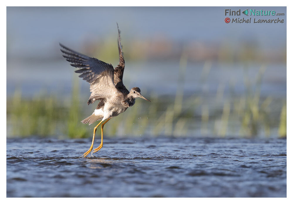 Greater Yellowlegs