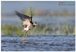 Greater Yellowlegs