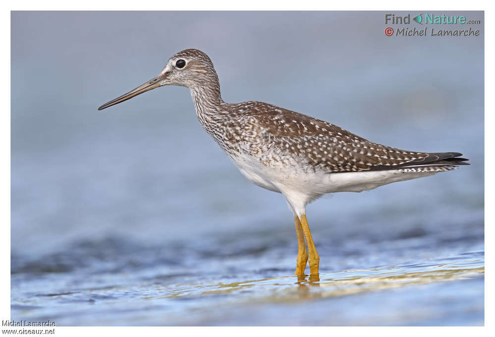 Greater Yellowlegsjuvenile, identification