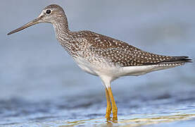 Greater Yellowlegs