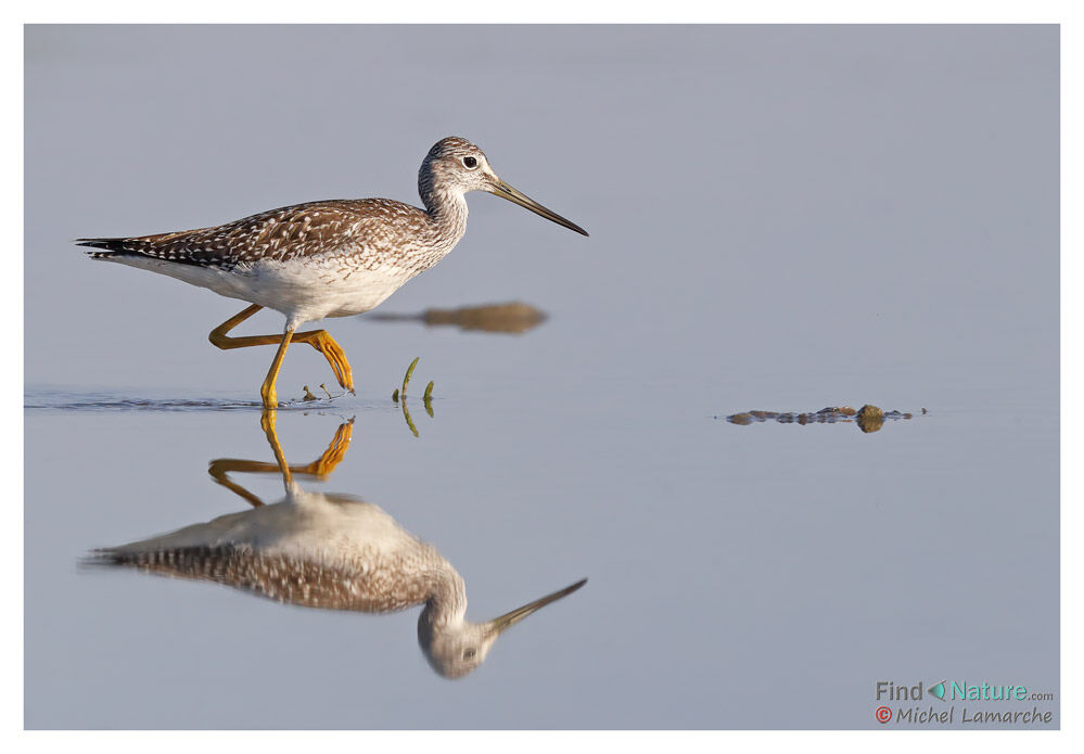 Greater Yellowlegs