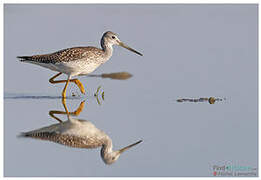 Greater Yellowlegs