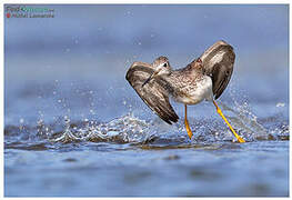 Greater Yellowlegs