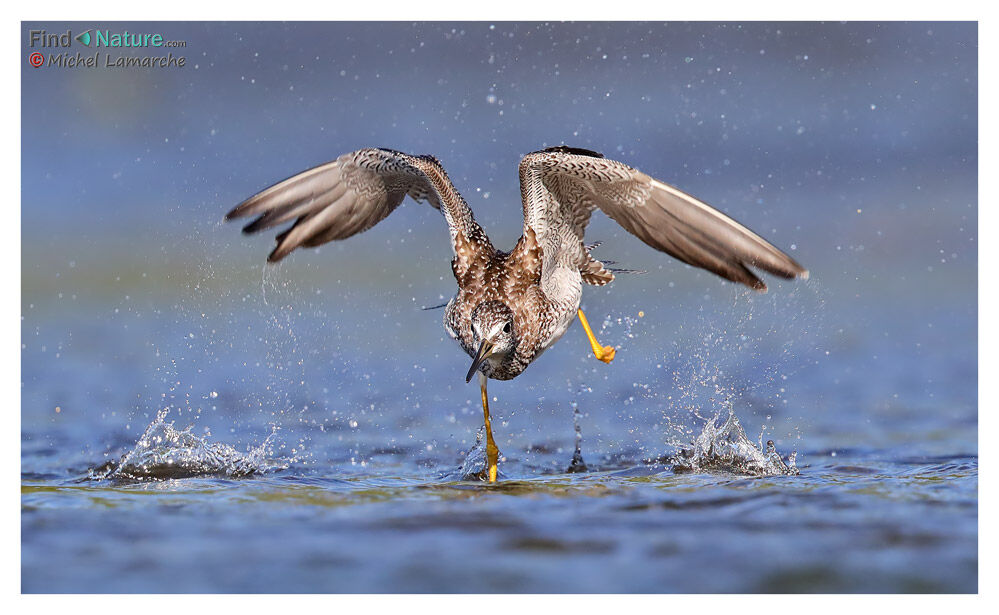 Greater Yellowlegs