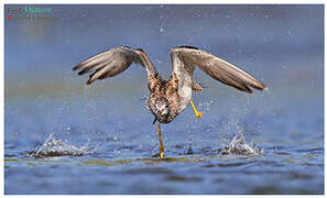 Greater Yellowlegs