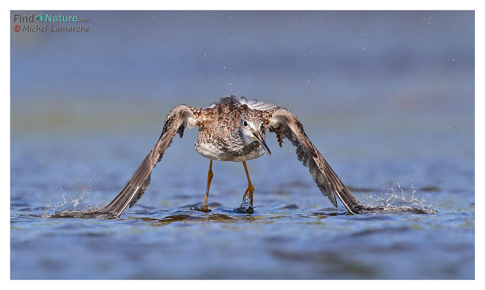 Greater Yellowlegs