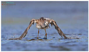 Greater Yellowlegs