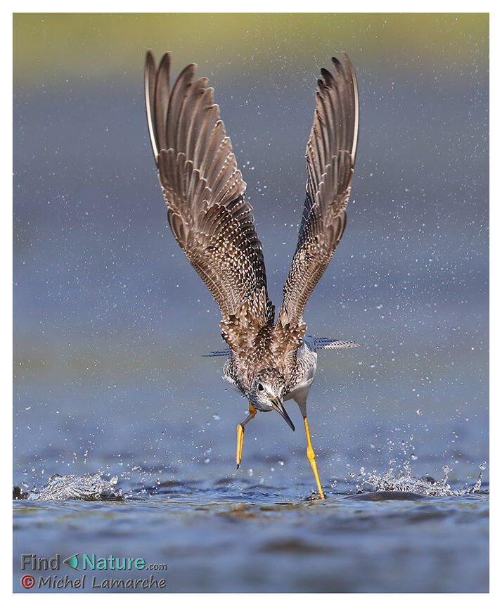 Greater Yellowlegs